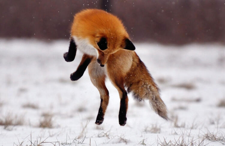 I **love** foxes